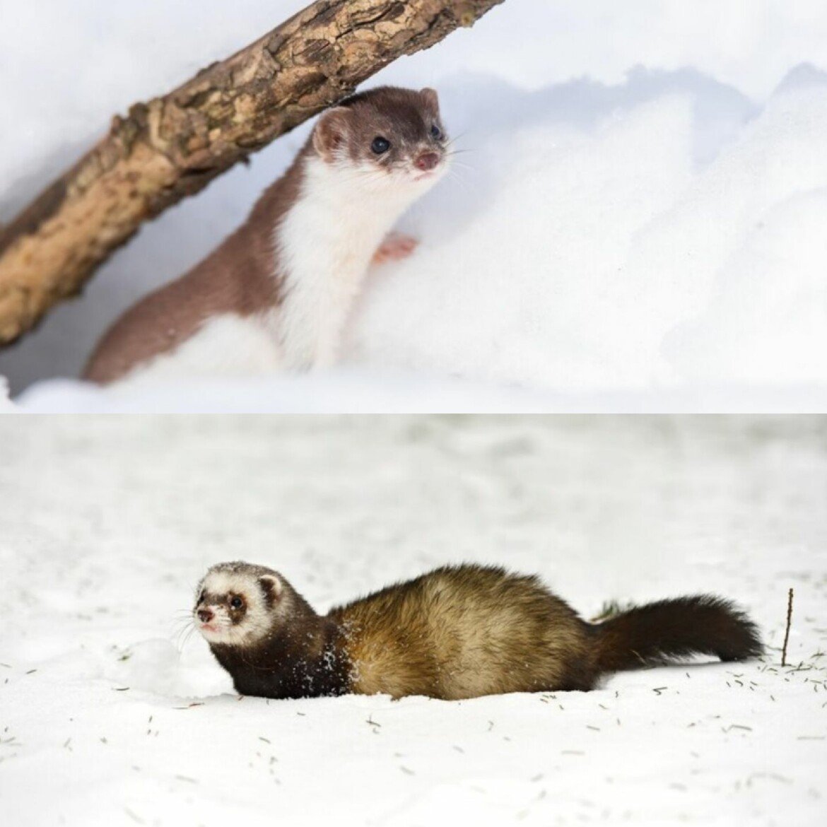 Ласка зверек домашняя