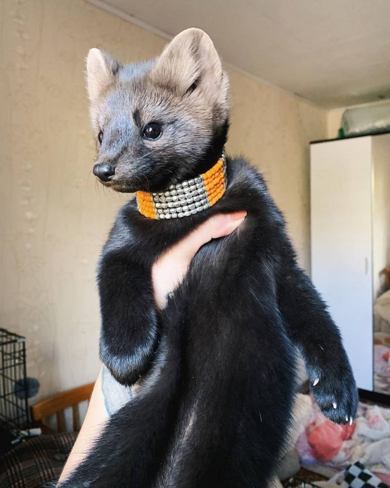 Соболь (зверек сем. Куньих)