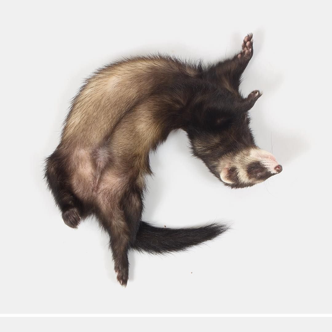 Хорек вид сверху