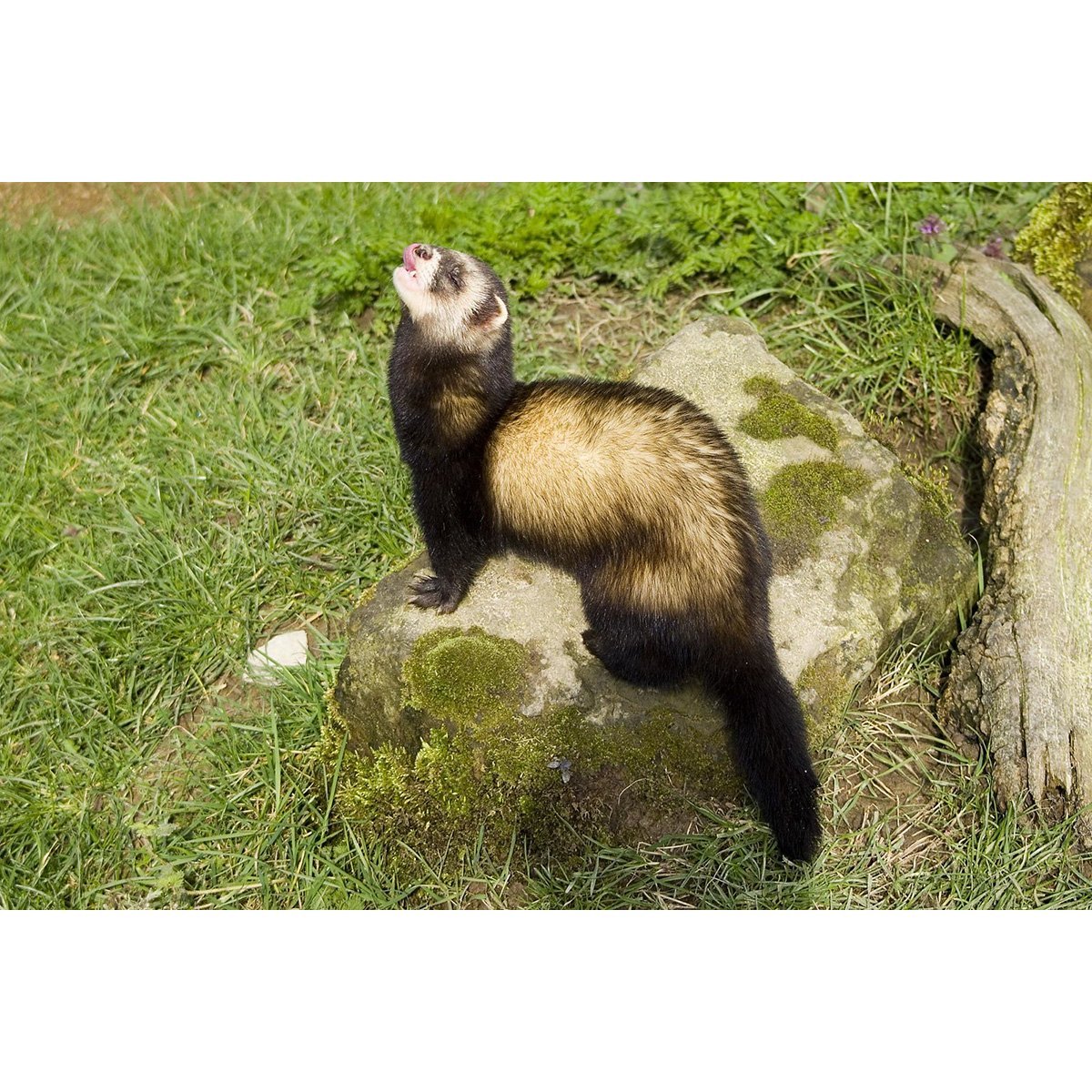 Горностай ласка и хорек