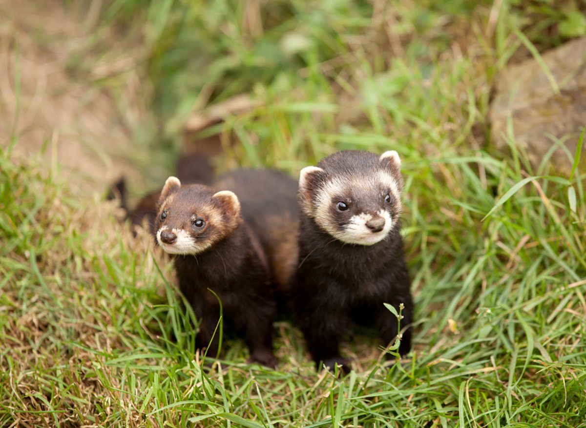 Хорь Лесной Mustela putorius