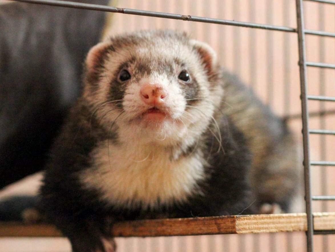 Боится ли собак дикий хорек