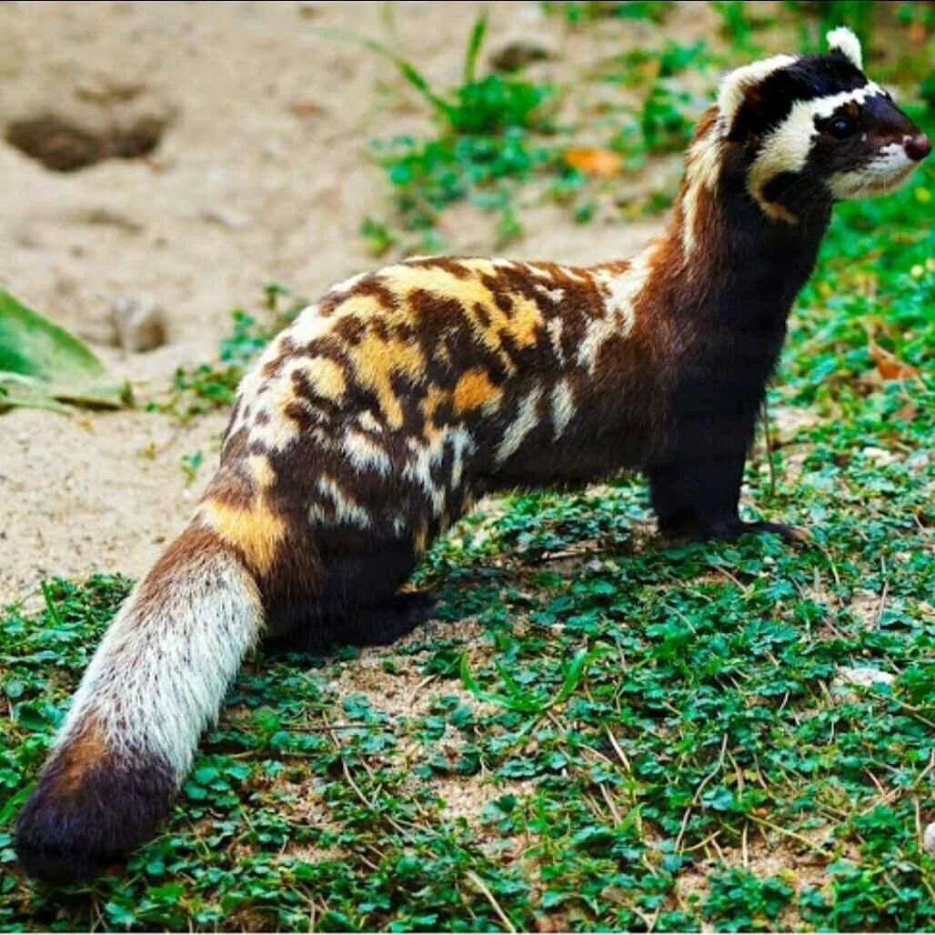 Перевязка (Перегузна)