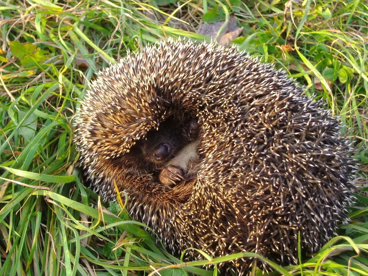 Ёжик свернулся в клубок
