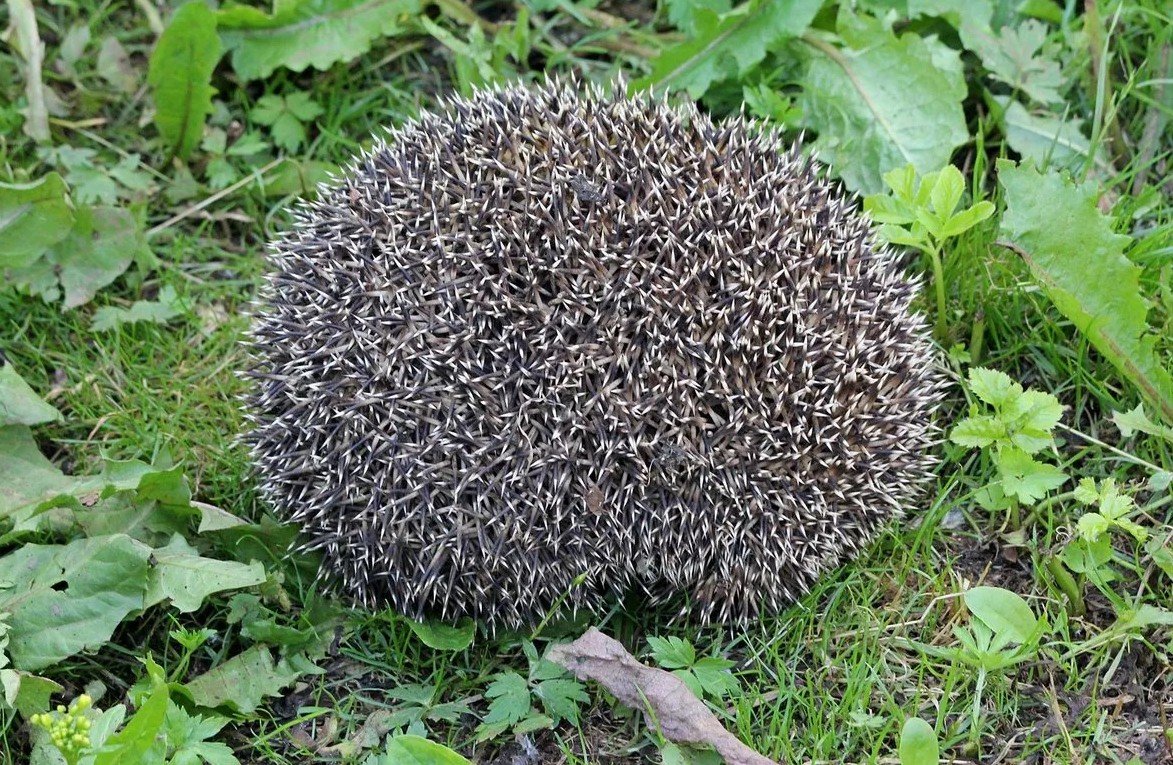 Керженский заповедник еж обыкновенный