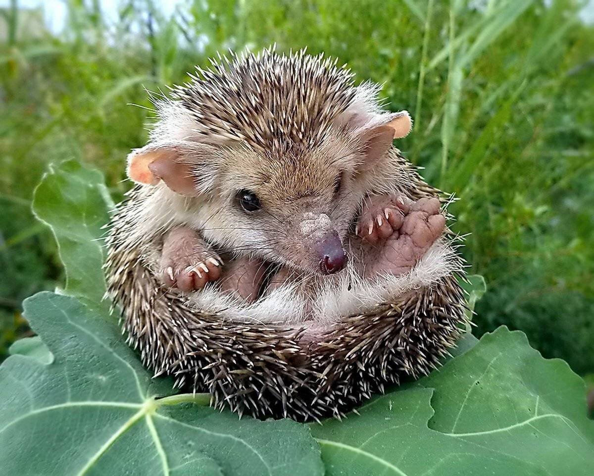 Степной Ушастый еж