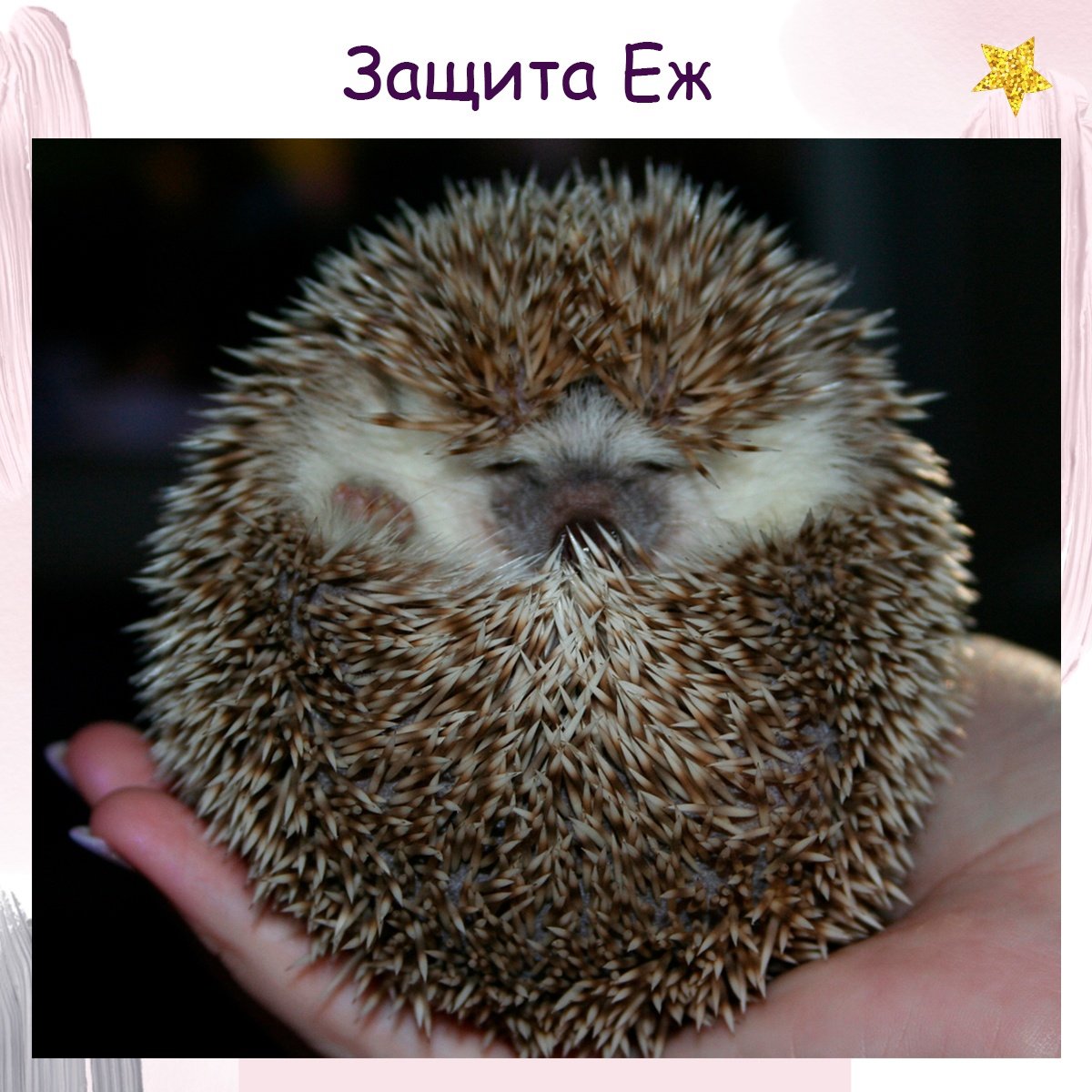 Свернувшийся еж