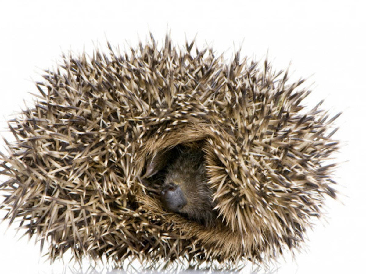 Еж сворачивается в клубок для детей