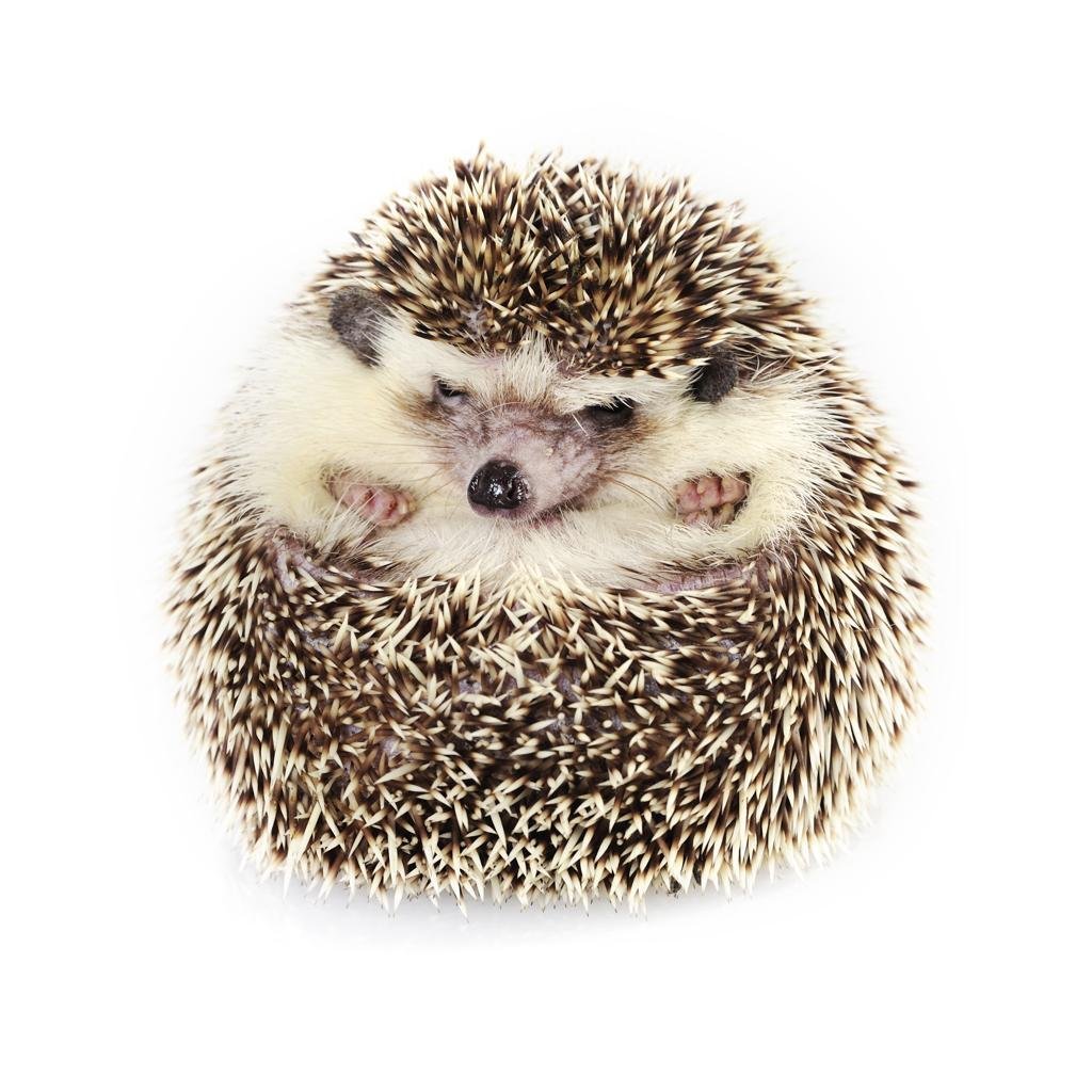 Ёжик в клубочке