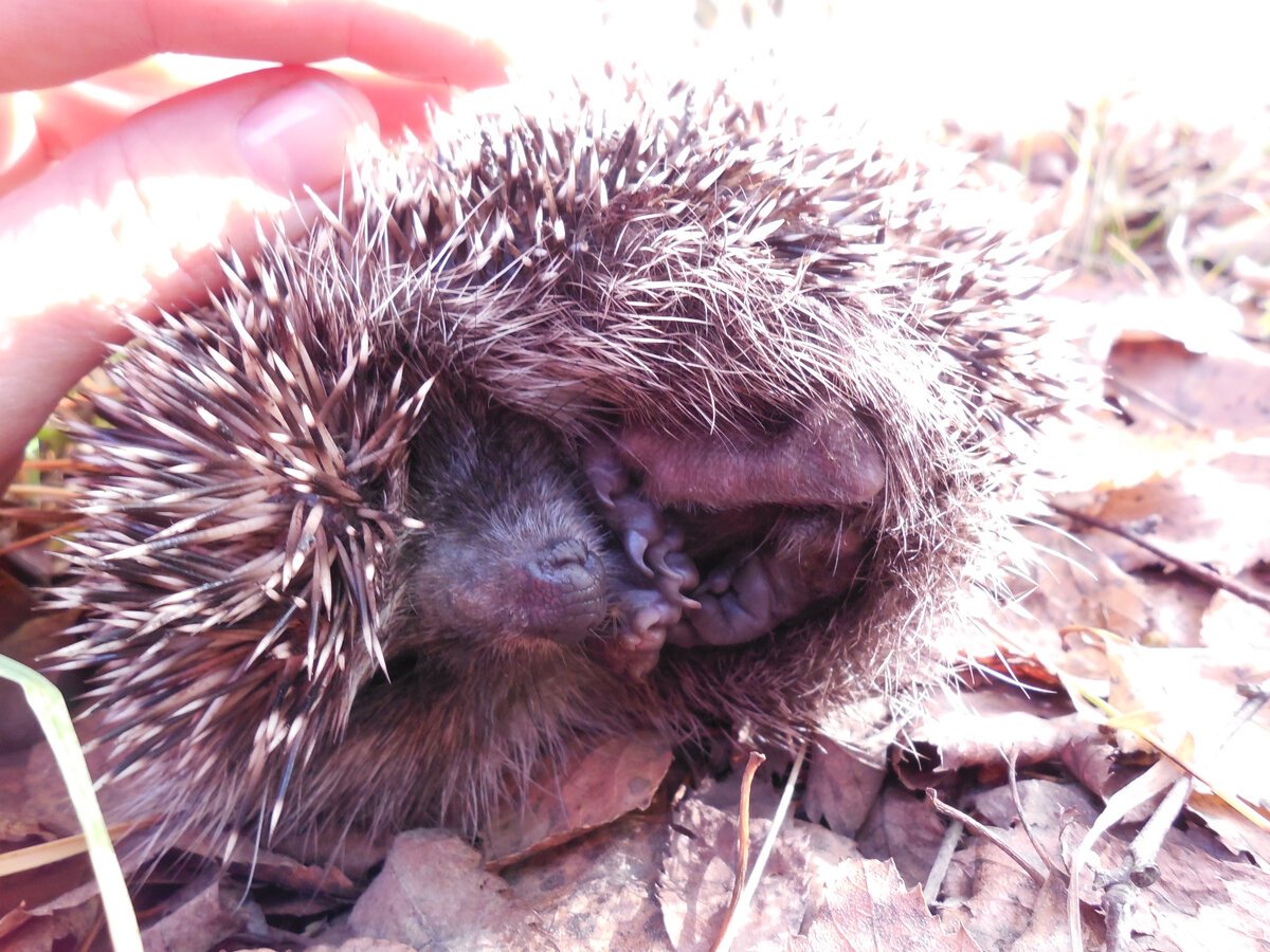 Еж сворачивается в клубок