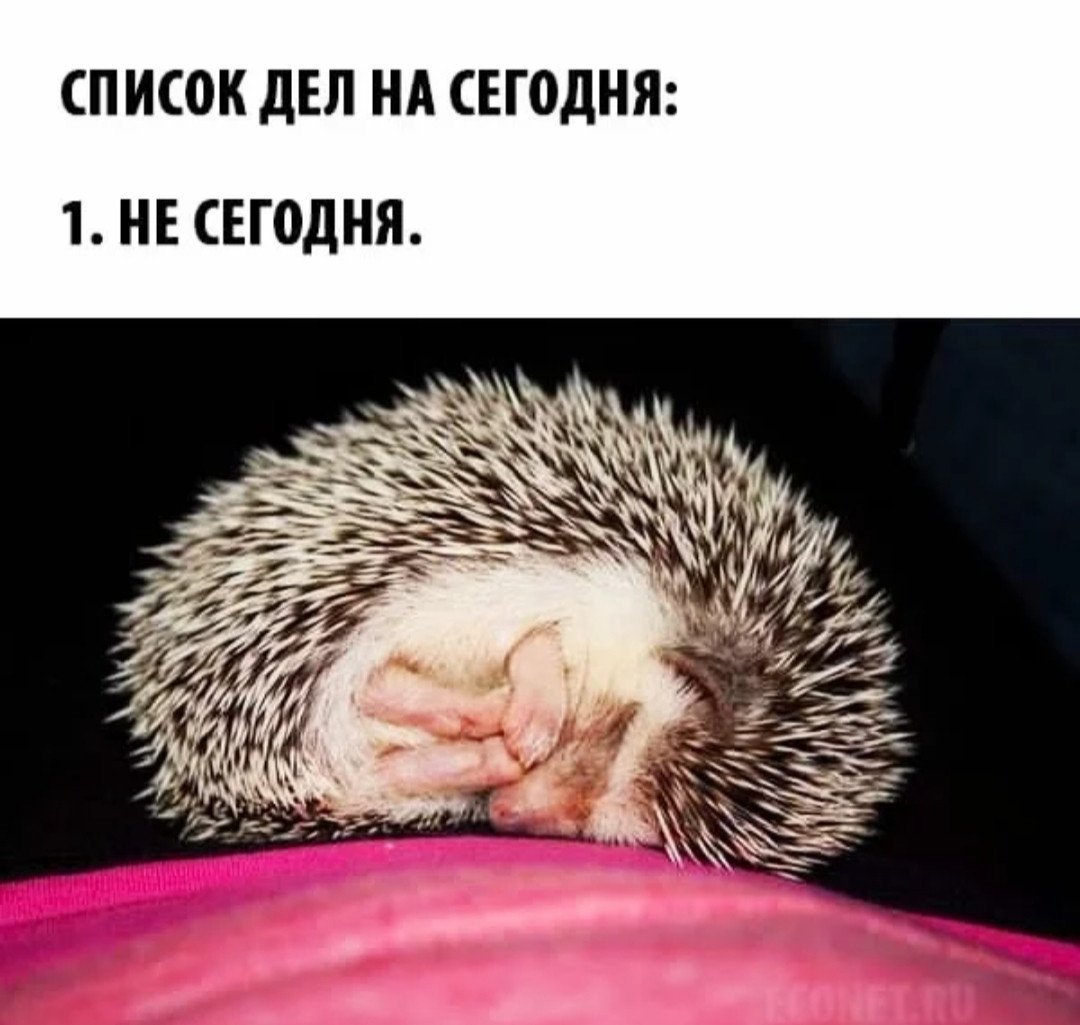 Спокойной ночи Ежик мой