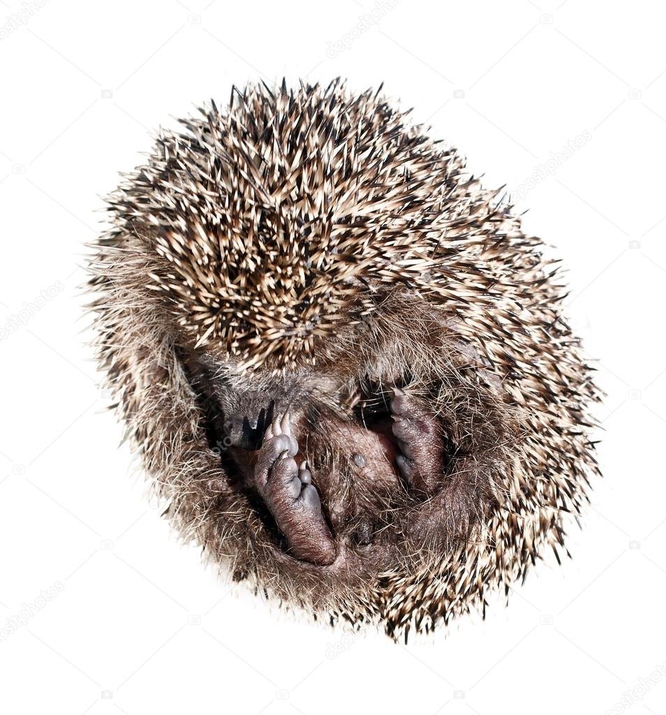 Еж в клубке