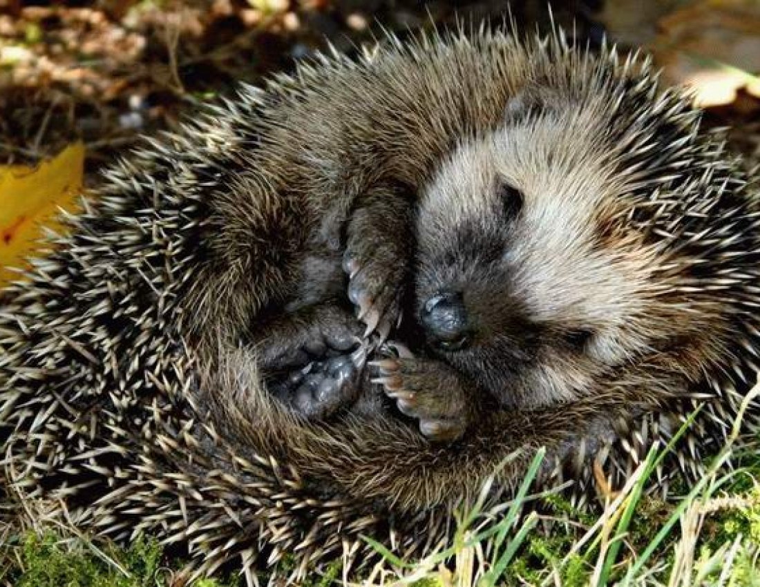 Обыкновенный ёж
