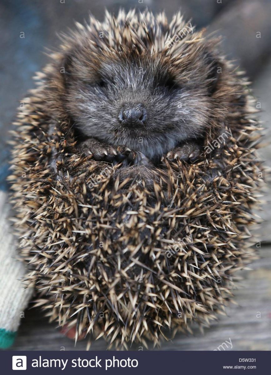 Ежик свернулся