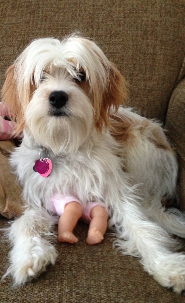 Кинг Чарльз болонка