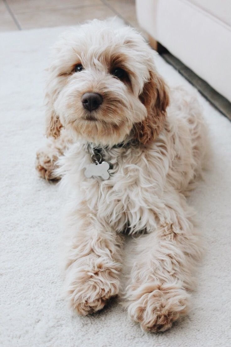 Кокапу порода