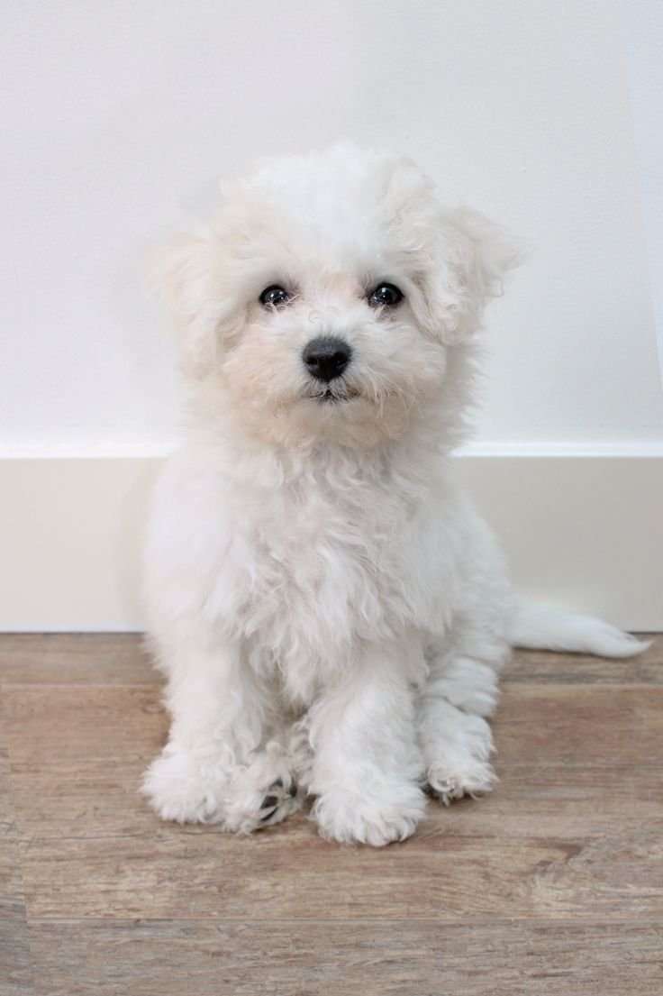 Бишон Болоньез