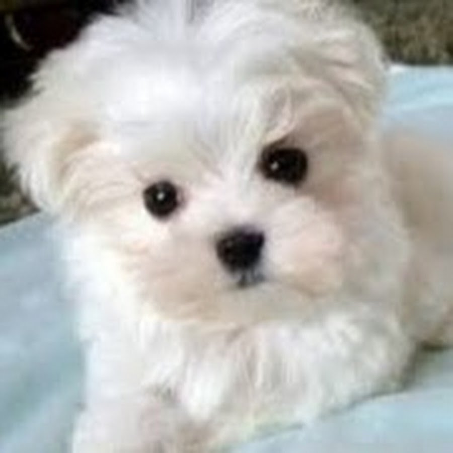 Милый щенок мальтийской Болонки