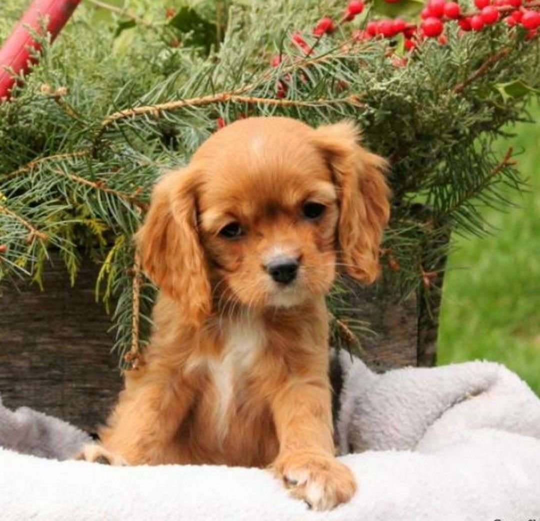 Овчарка и кокер спаниель