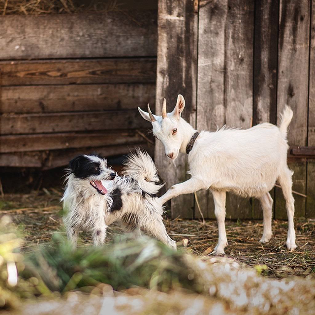 Декоративные козлята