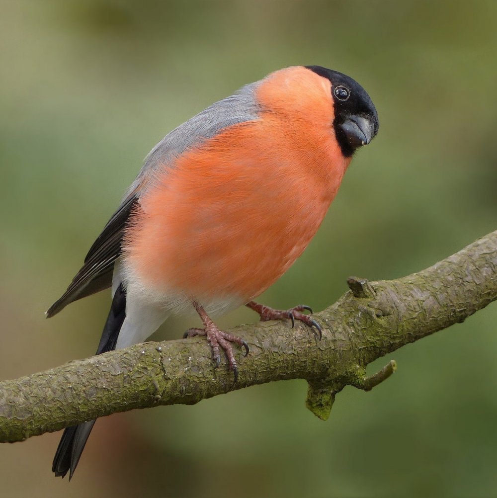 Окраска птиц