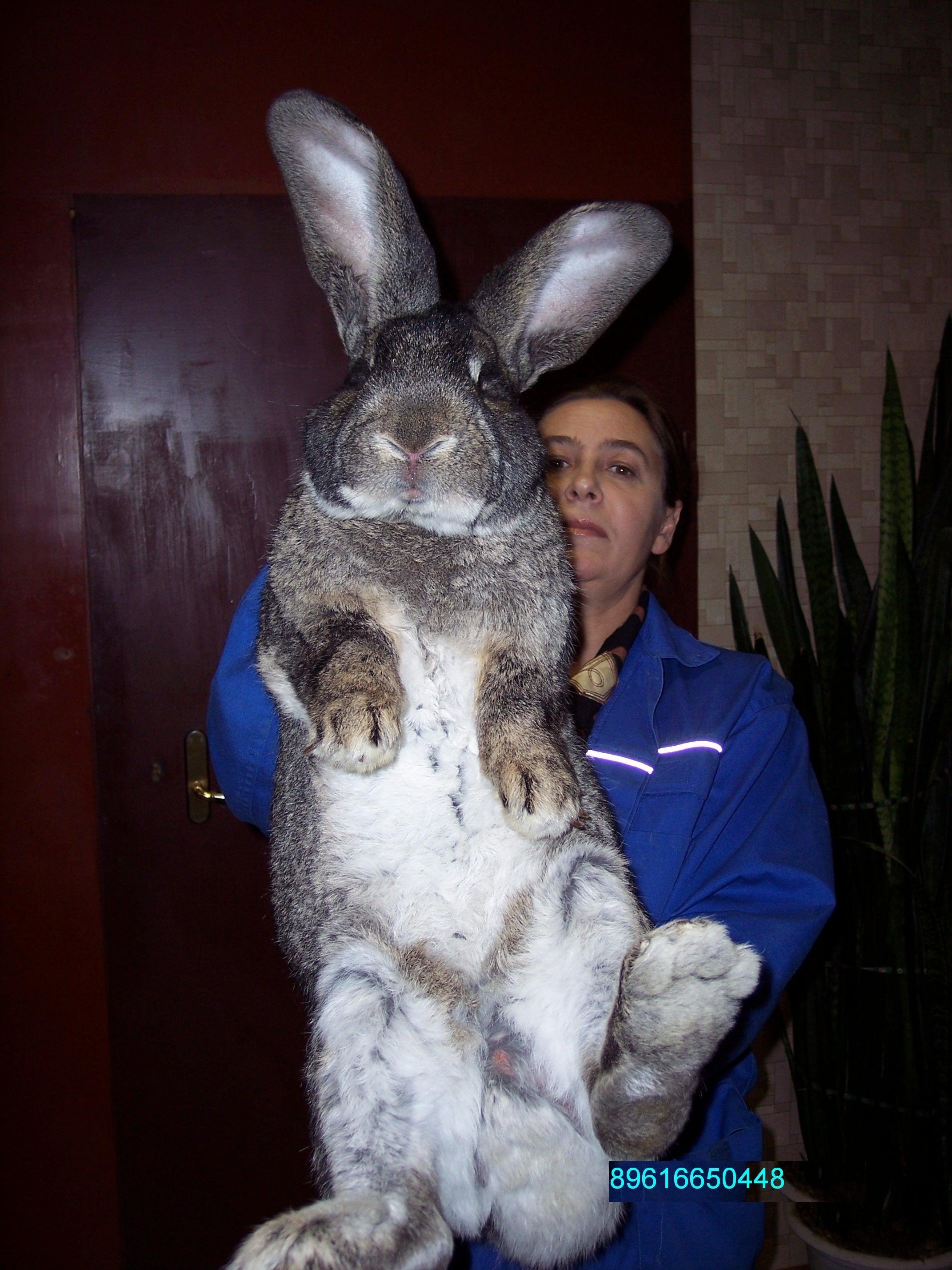 Быстрый рост кролика. Бельгийский Фландр кролик. Кролики великаны Фландр. Бельгийский великан Фландр. Бельгийский великан кролик.