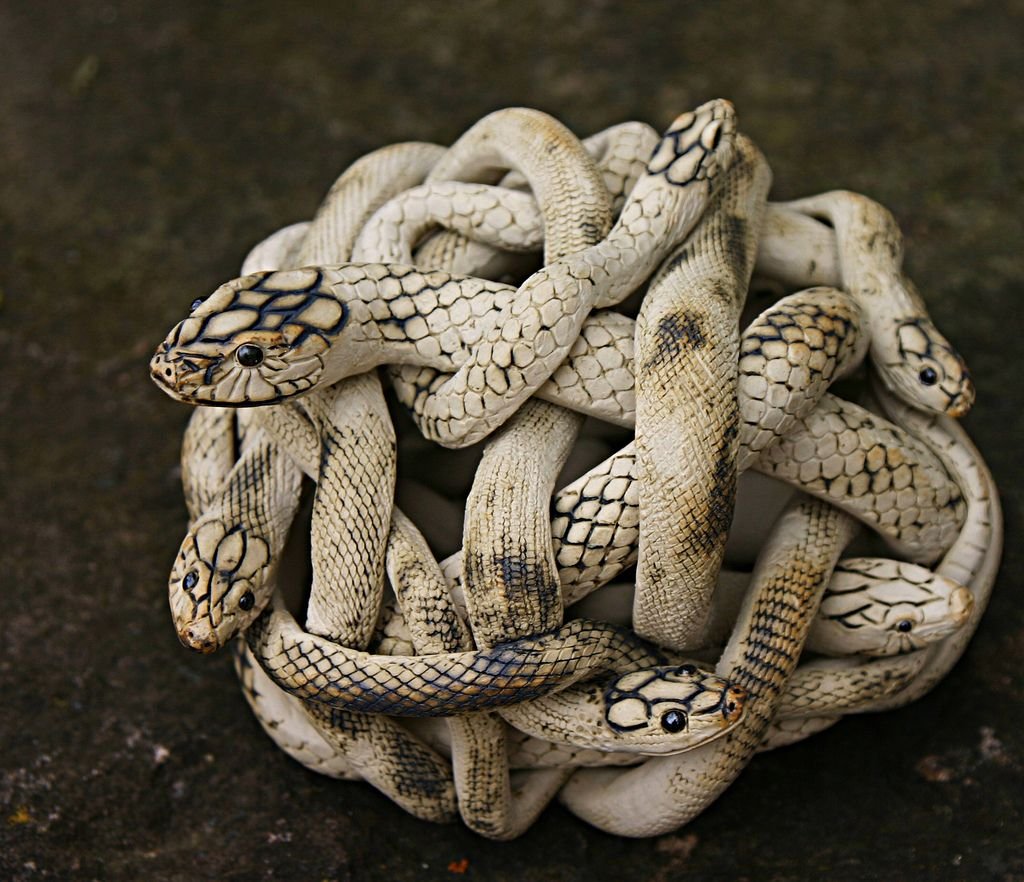 Гадючье кубло