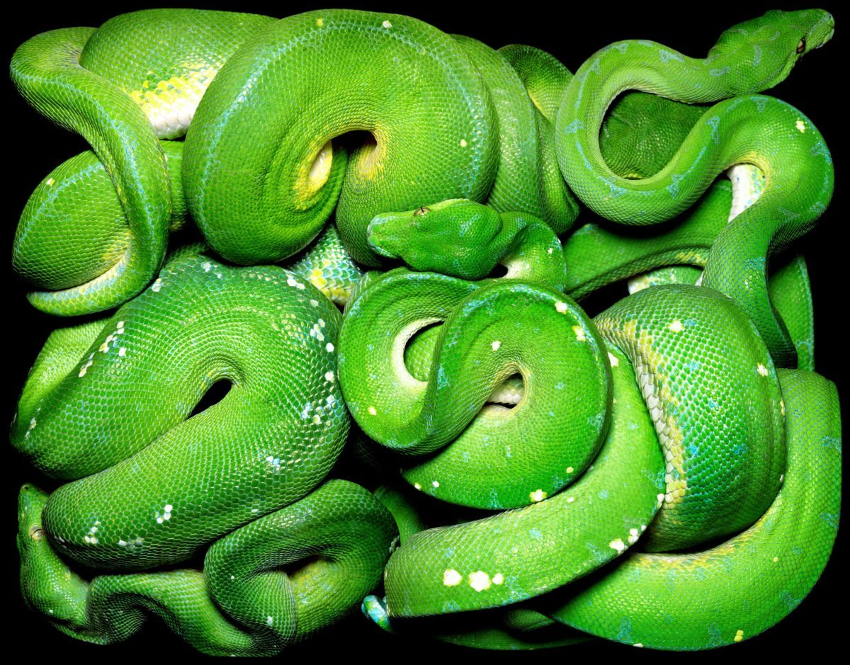 Клубок змей