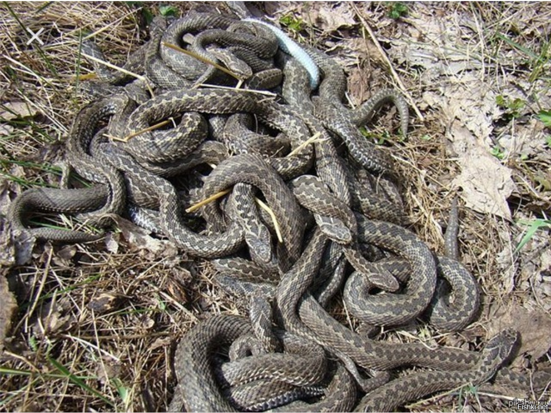 Ядовитые змеи Ставропольского края