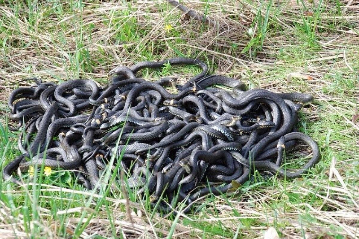 Клубок змей в лесу