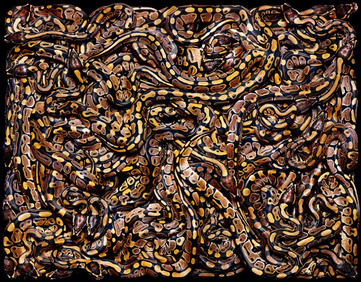 Гвидо Мокафико змеиная коллекция