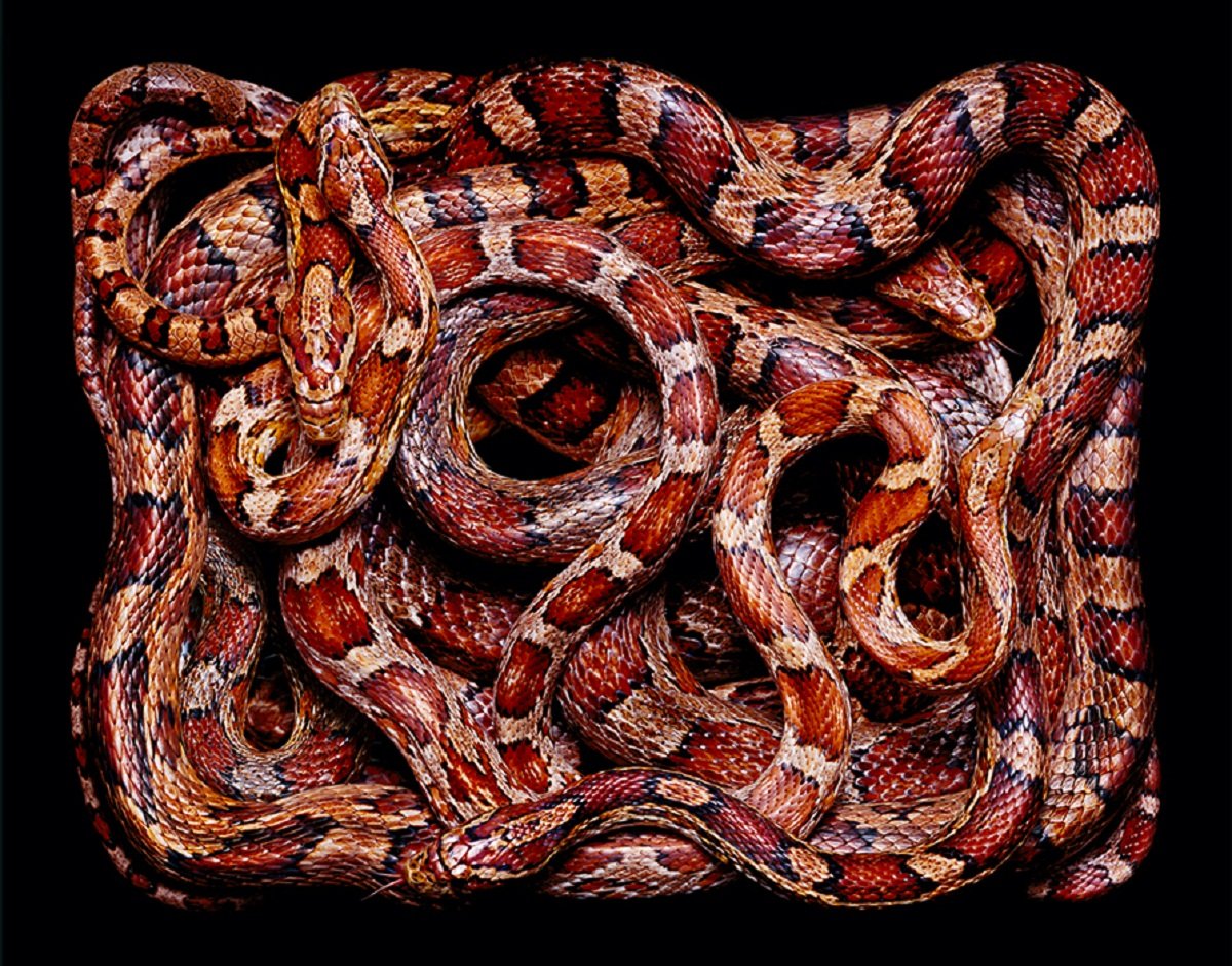 Маисовый полоз черный