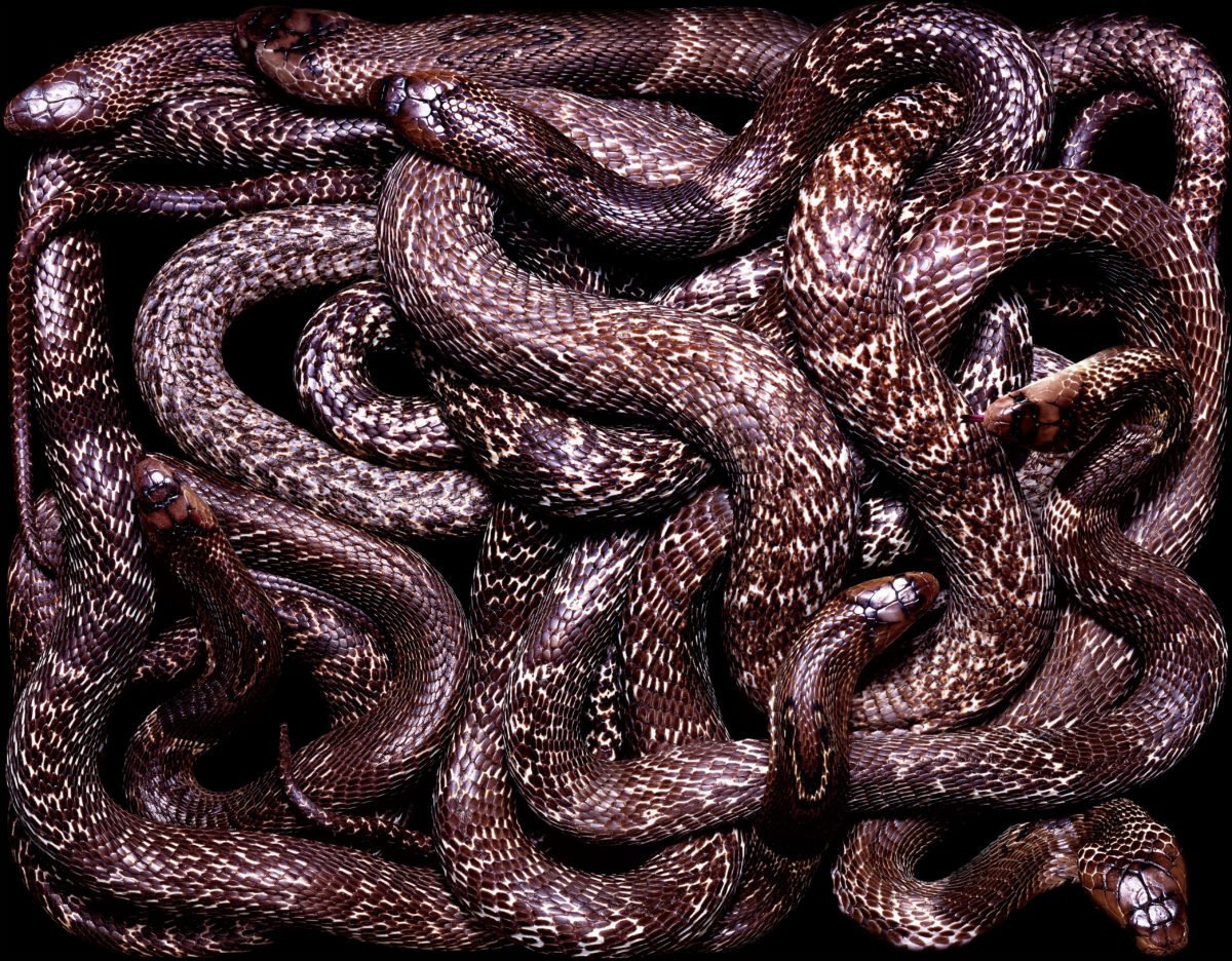 Гвидо Мокафико змеиная коллекция