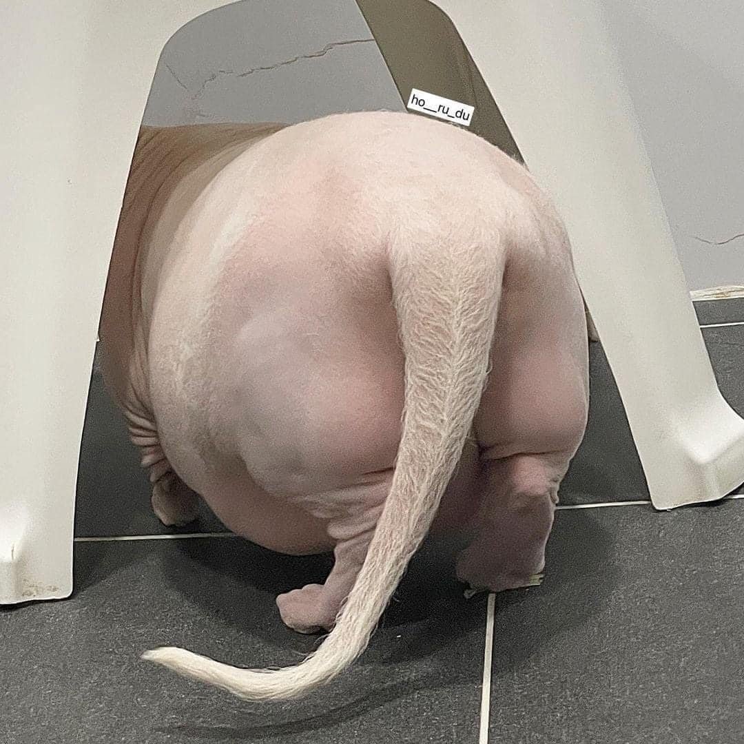 Канадский сфинкс ожирение