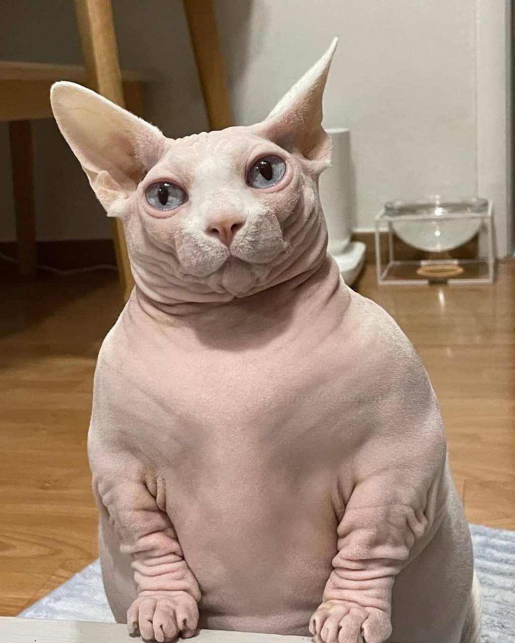 Толстый кот породы сфинкс - 77 фото