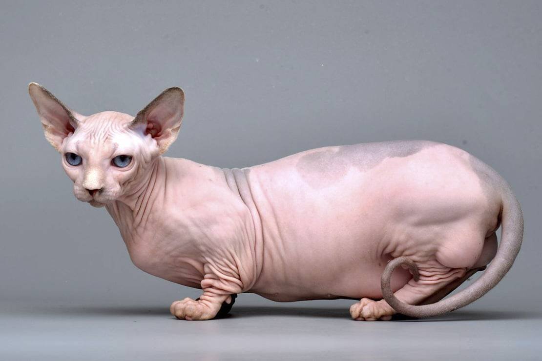 Сфинкс Минскин