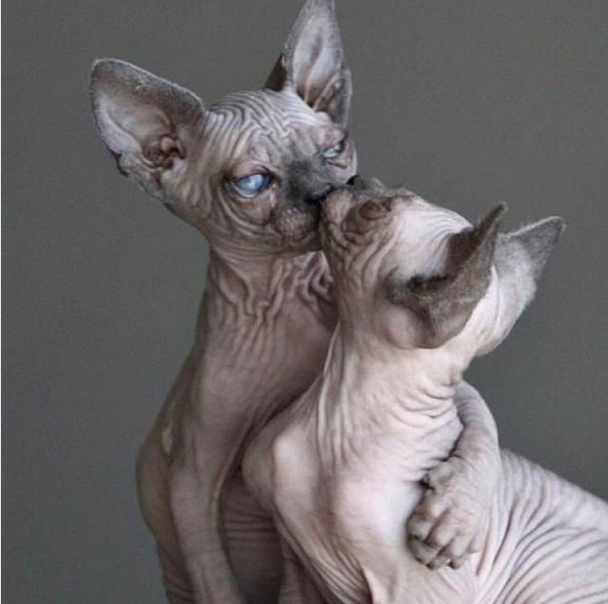 Дальневосточный сфинкс