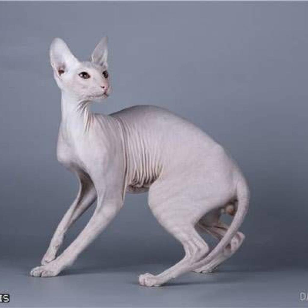 Петерболд кошка