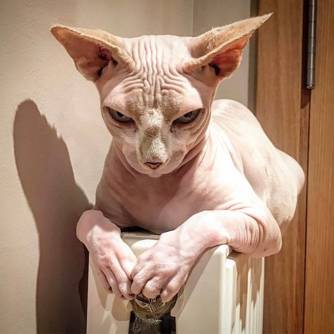 Египетская кошка сфинкс