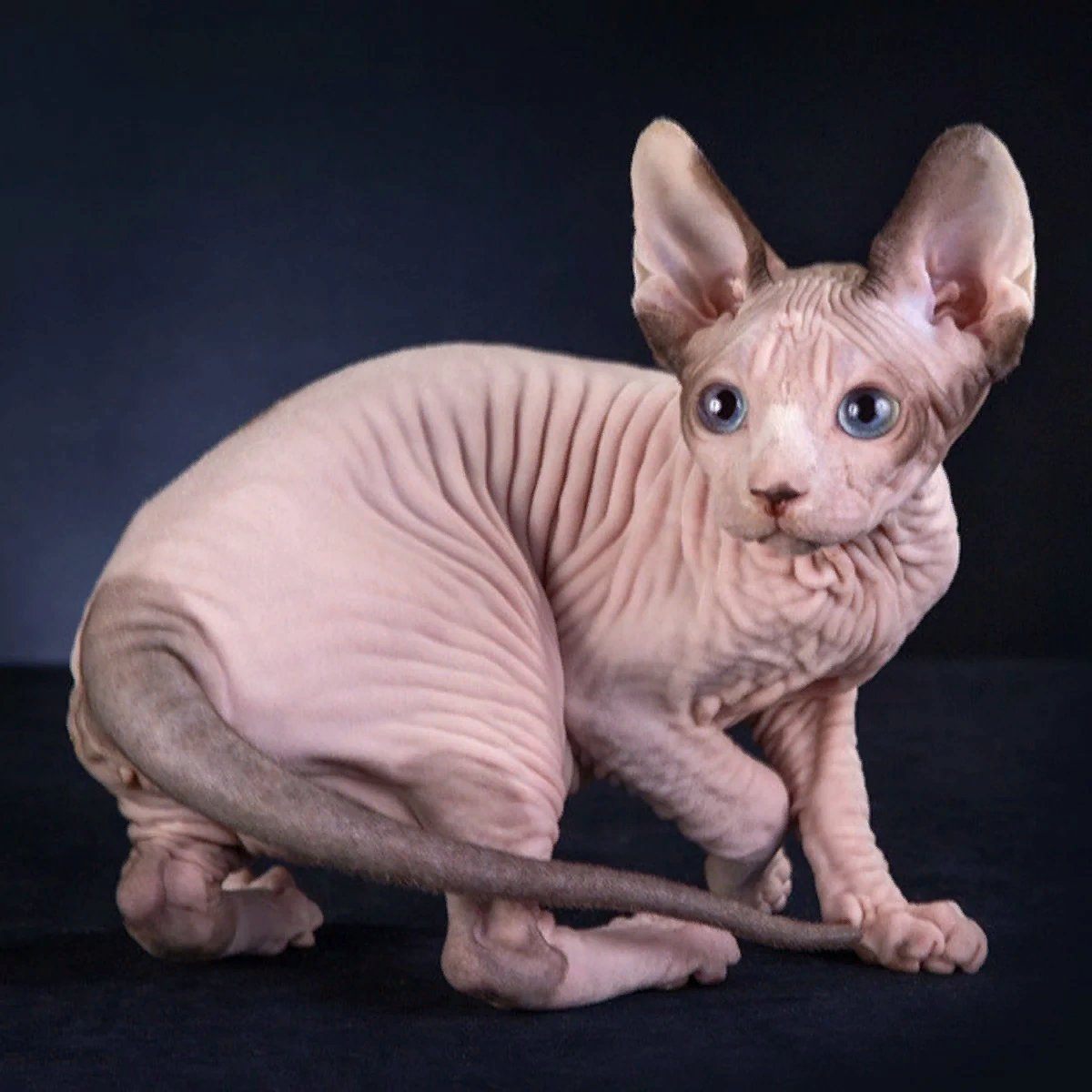 Канадский сфинкс кот