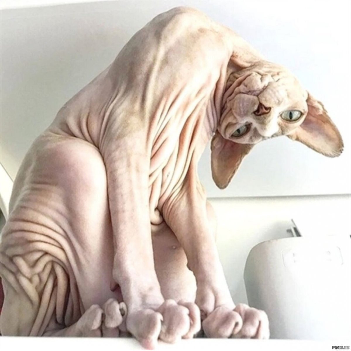 Улыбки сфинксов