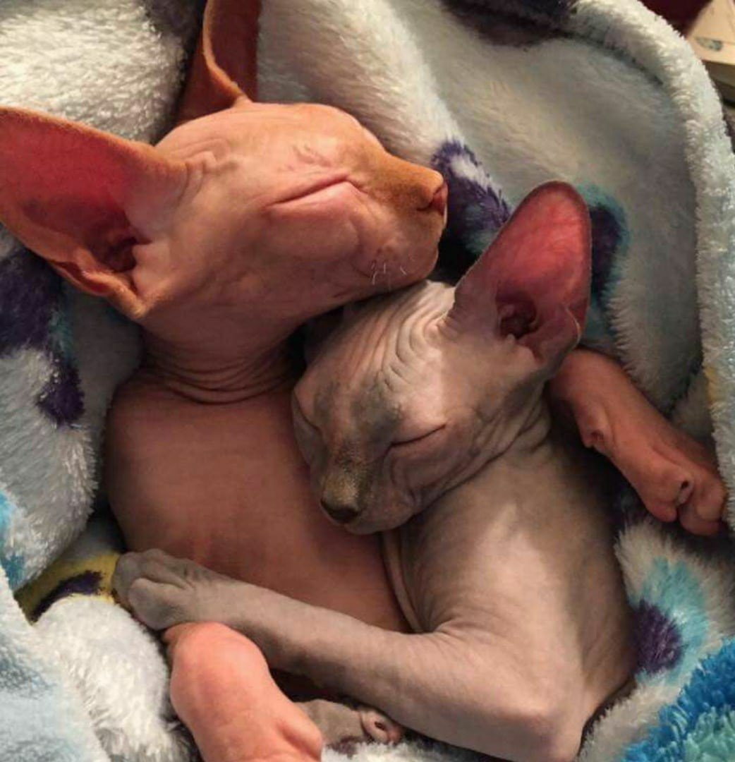 Сфинксы обнимаются