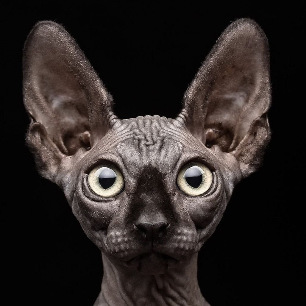 Чёрный сфинкс кошка