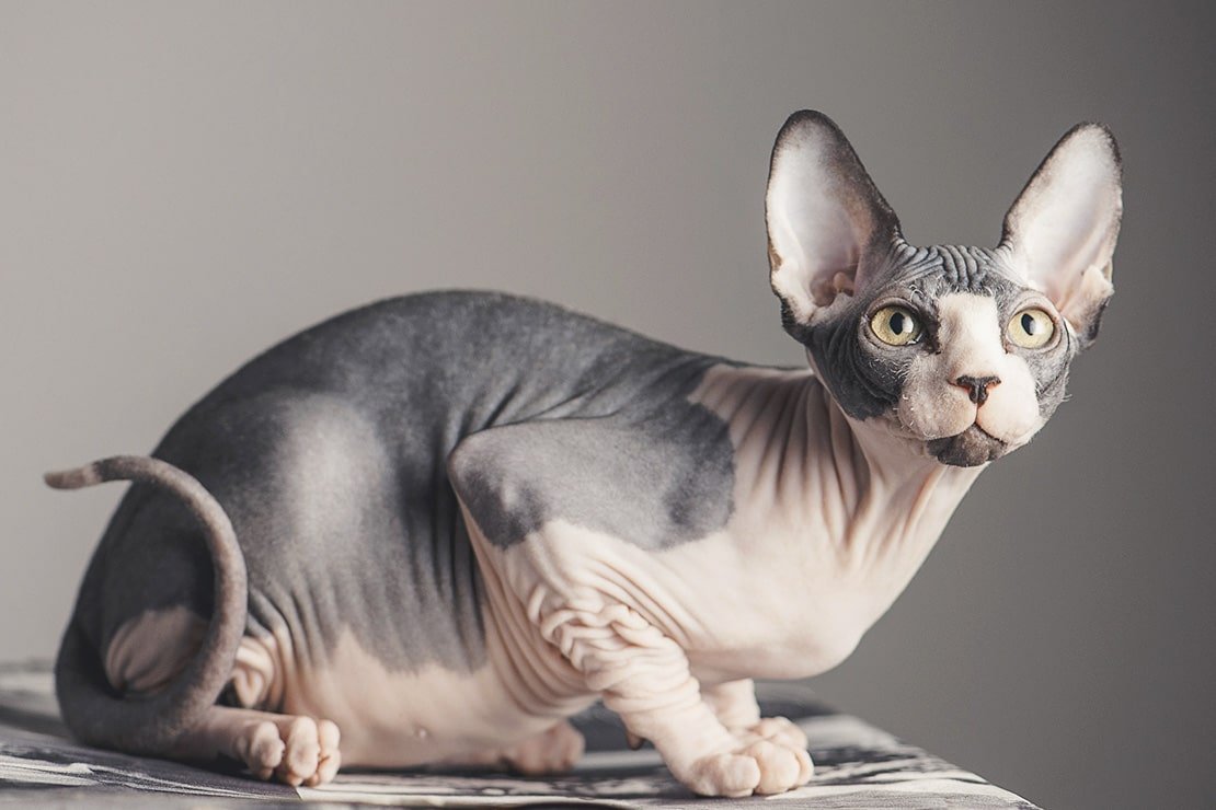 Сфинкс (порода кошек)