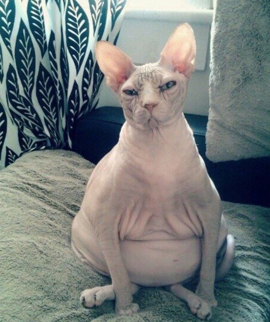 Донской сфинкс жирный