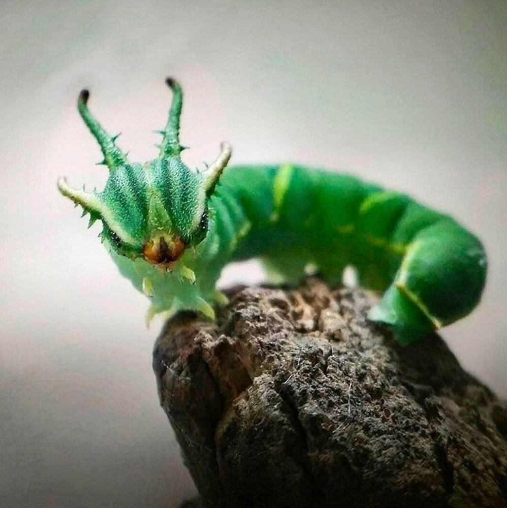 Polyura Athamas гусеница