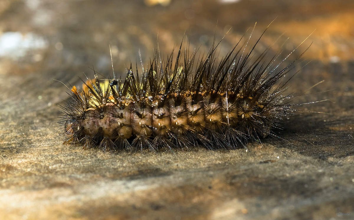 Медведица Крапивная гусеница