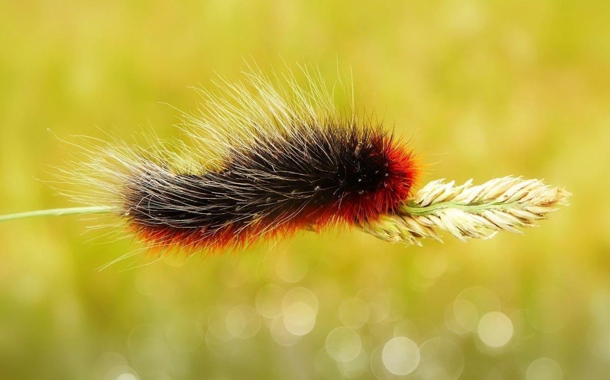 Пушистая гусеница ядовитая