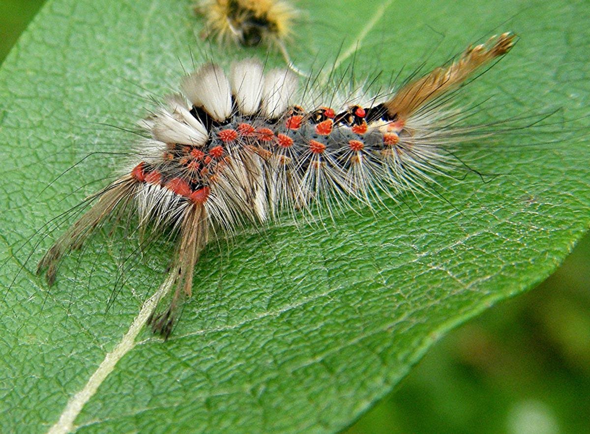 Кистехвост обыкновенный