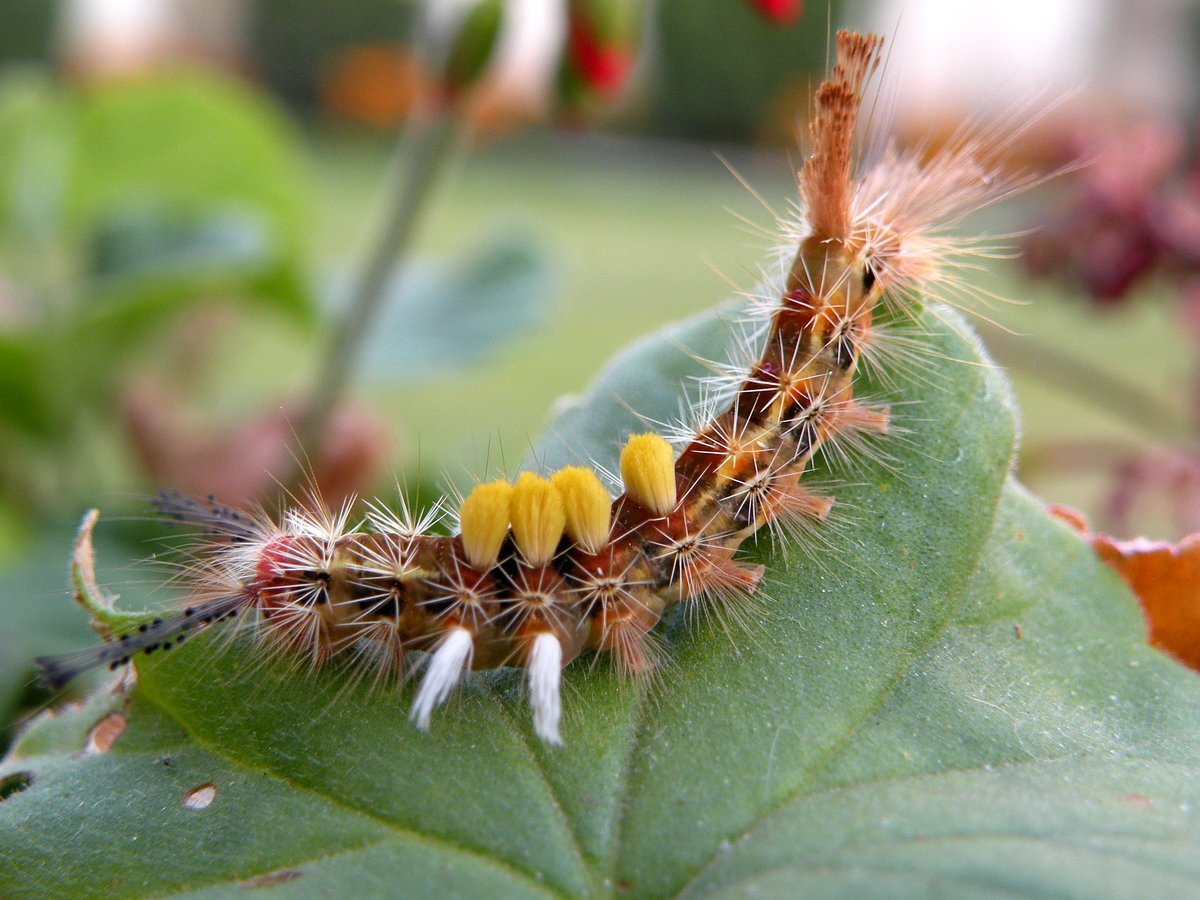 Гусеница волосатик коричневая